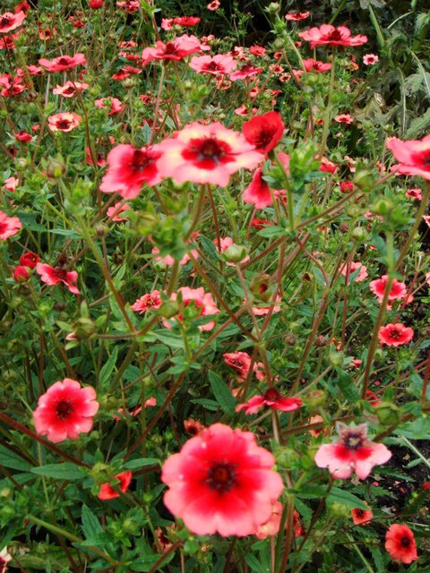 Potentilla nepalensis 'Miss willmott' fleur